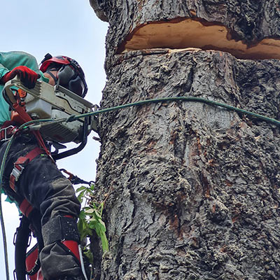 Tree Removal Company