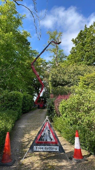 Tree Surgery: Taking Care of Our Green Giants - Ace Of Spades