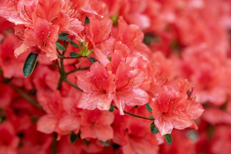 make your garden smell amazing with a Rhodedendrum