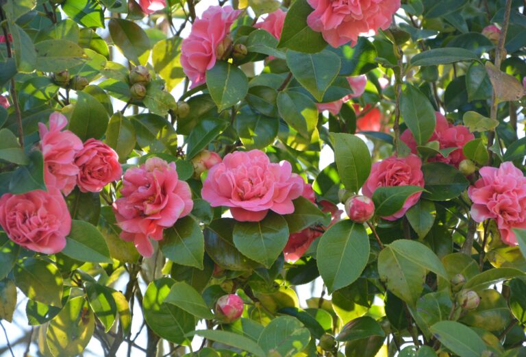 make your garden smell amazing with a camellia