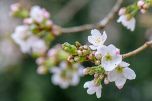 make your garden smell amazing with some cherry blossom
