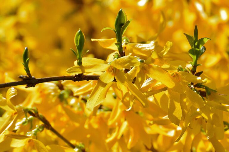 make your garden smell amazing with forsythia