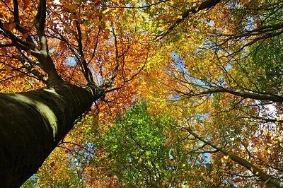 Tree Surveys in Thetford