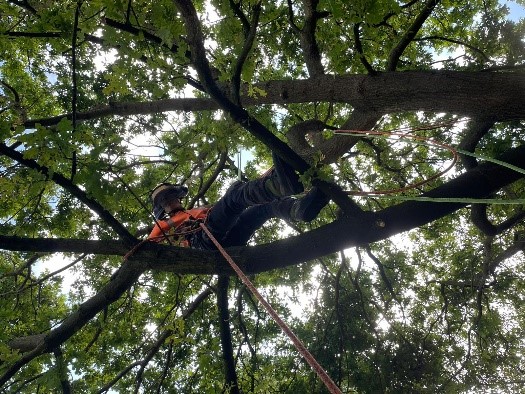 Tree surveys in Thetford