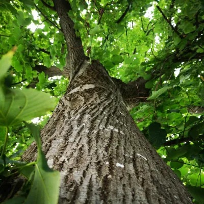 Tree surveys in Thetford