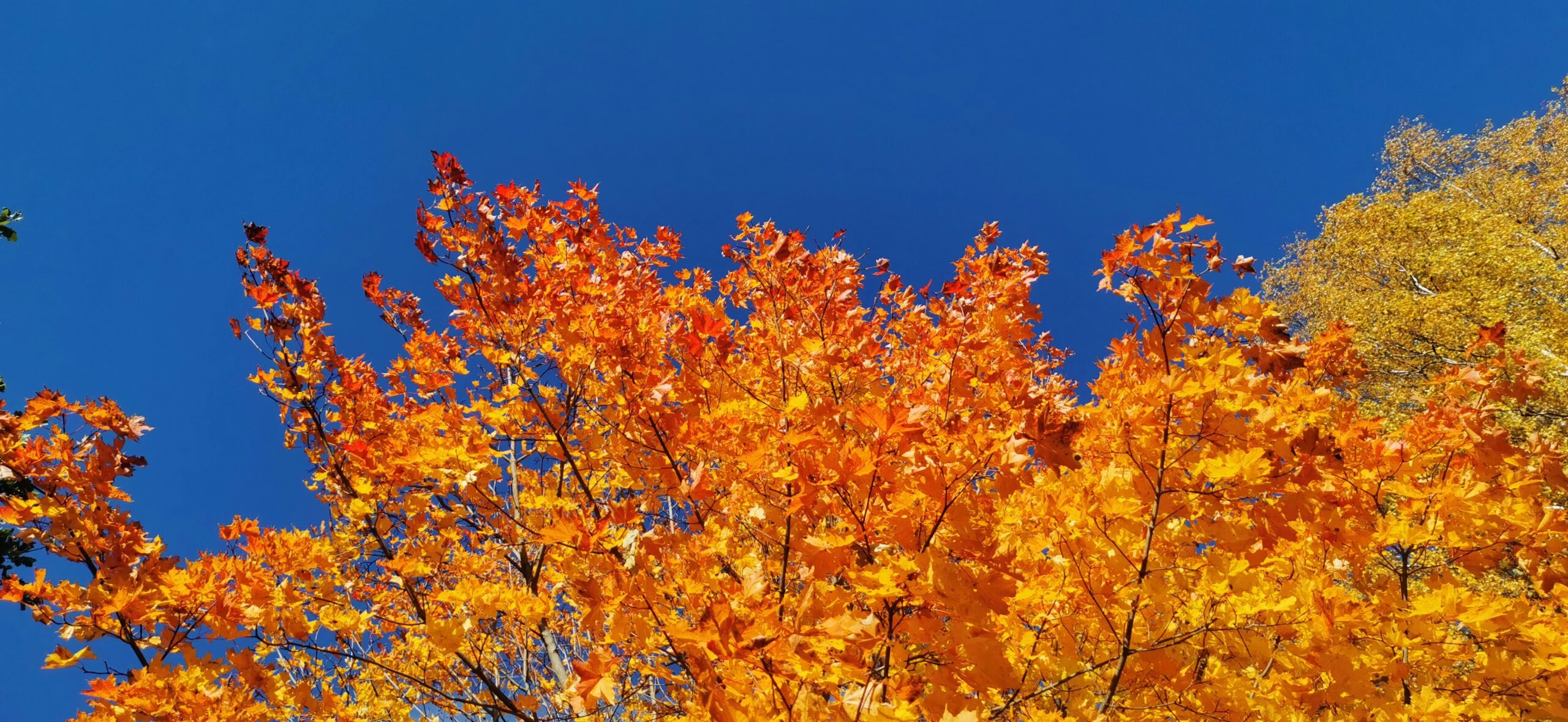 Autumn Trees - Ace Of Spades