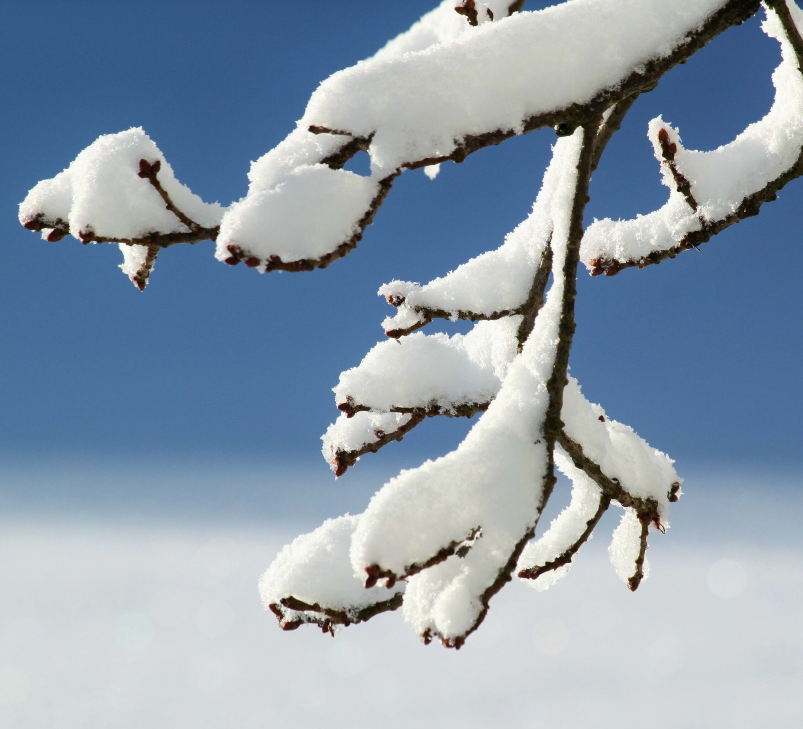 Winter Tree Care: Preparing Your Trees for Frost and Storms - Ace Of Spades