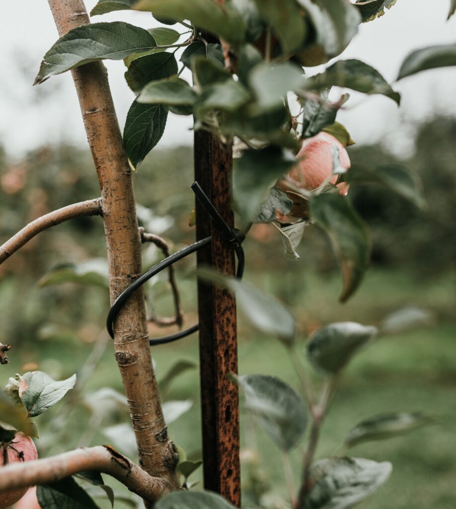 Winter Tree Care: Preparing Your Trees for Frost and Storms - Ace Of Spades
