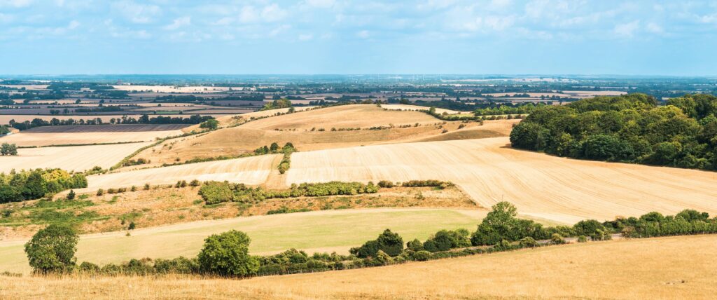 dry yellow fields landscape