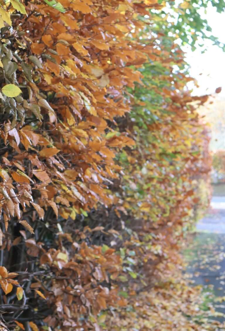 dying beech hedge