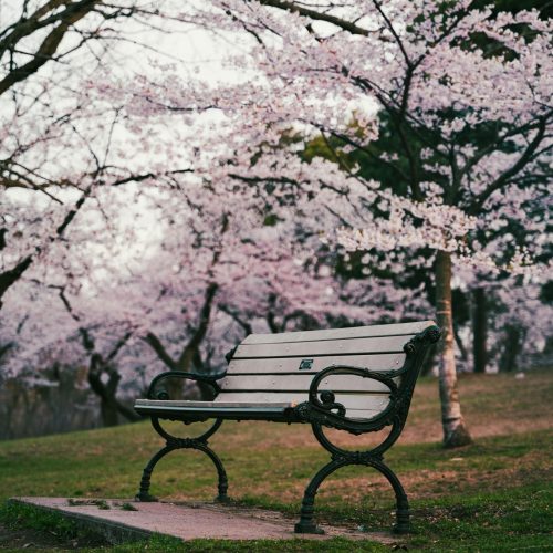 cherry blossom bench