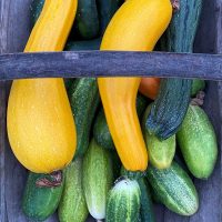 a trug of courgettes